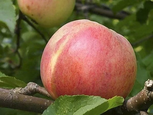 Сорт яблок Болотовское в Кромские сады Орловской области